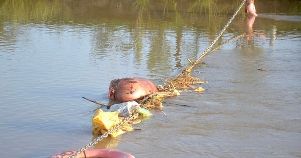 Xác lợn chết trôi đầy kênh giữa ‘bão’ dịch tả lợn châu Phi