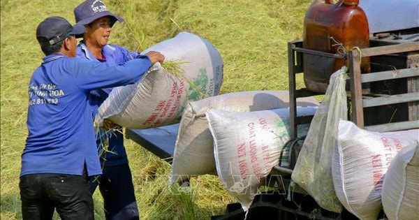 Nhu cầu yếu khiến giá gạo xuất khẩu giảm