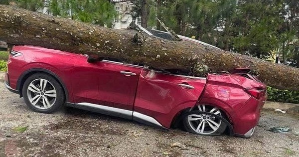 Cây xanh đổ đè bẹp ô tô ở Lâm Đồng