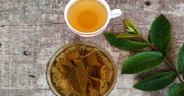 Uống nước lá ổi thay nước lọc hằng ngày gây hại như thế nào?