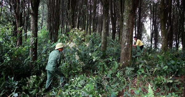 Chó sói hoang dã tấn công gia súc khiến 50 con trâu, bò bị chết ở Điện Biên