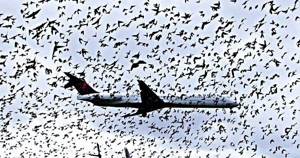 Chim đe dọa an toàn bay, Cục Hàng không ra lệnh kiểm soát chặt