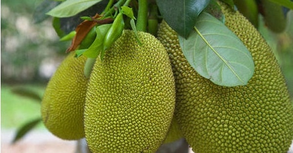 Bài thuốc chữa bệnh từ cây mít