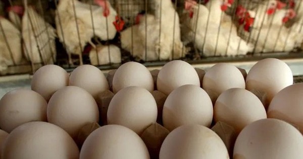 Trứng gà tăng giá dựng đứng có phải do khan hiếm nguồn cung?