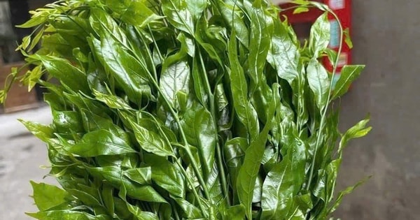 Rau ngót rừng hiếm hàng, giá bán 150.000 đồng/kg vẫn không đủ trả đơn