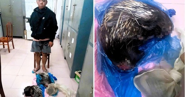 Phát hiện vụ vận chuyển trái phép động vật rừng nguy cấp, quý hiếm