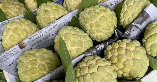 Na Lạng Sơn vào mùa, bà nội trợ Hà thành rộn ràng 'săn' đặc sản