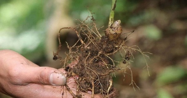 Đà Nẵng: Bắt giữ 3 đối tượng đào trộm gần 300 gốc sâm Ngọc Linh