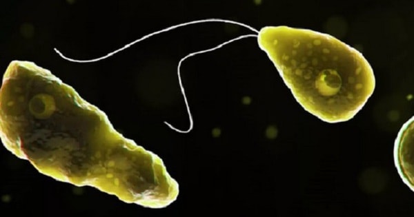 Australia phát hiện 'amip ăn não' trong nguồn nước sinh hoạt