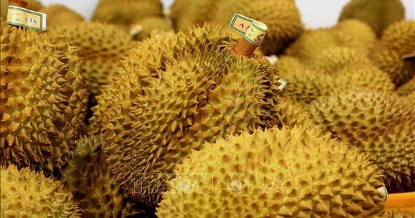 Xuất khẩu rau quả lấy lại đà tăng trưởng