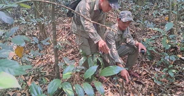 Tăng cường tuần tra rừng, gỡ bẫy để bảo vệ động vật quý hiếm