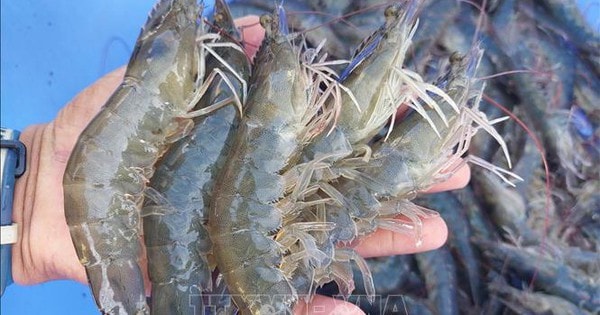 Nuôi tôm xen vườn dừa cho hiệu quả kinh tế gấp từ 2-3 lần