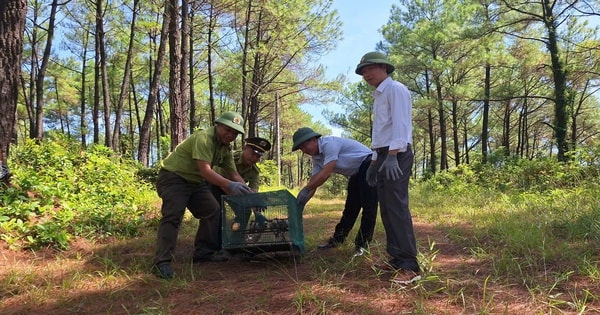 Huế xử phạt mua bán chim chào mào, siết chặt kiểm soát việc phóng sinh dịp lễ Vu lan