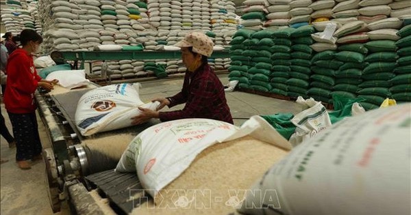 Thị trường nông sản: Giá lúa gạo đồng loạt tăng