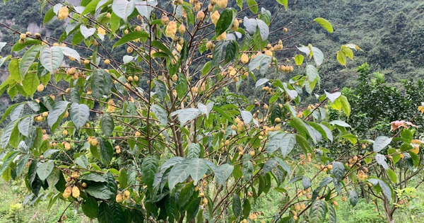 Bảo tồn nguồn gen, định hướng phát triển vùng dược liệu trà hoa vàng