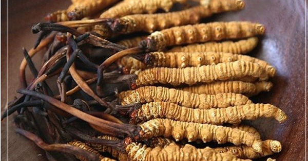 Các loại đông trùng hạ thảo phổ biến hiện nay, cách mua và sử dụng