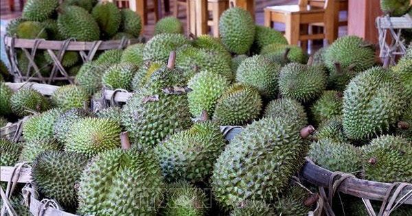 Giá nhiều loại nông sản chủ lực tại Đồng Tháp tăng trở lại