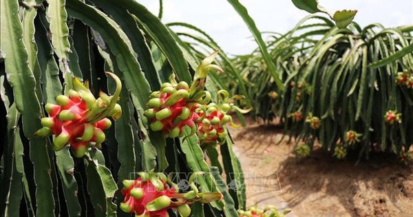 Giá thanh long cuối vụ tăng gấp 3 lần