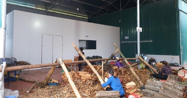 Phát triển cây quế dược liệu ở Yên Bái, tỉnh Lào Cai: Cơ hội và thách thức