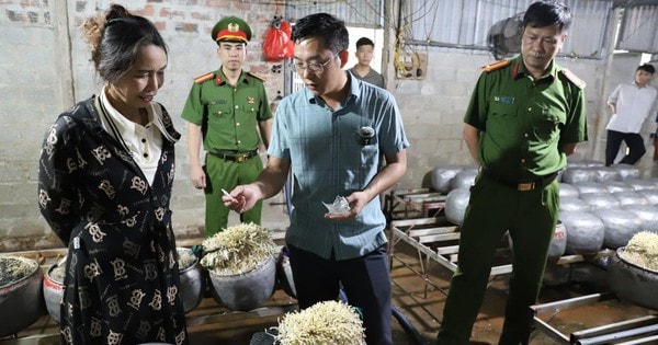 Dùng chất cấm để sản xuất giá đỗ