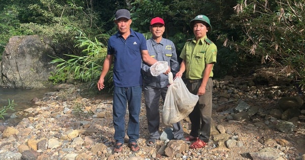 Trăn gấm quý hiếm vào vườn bắt gà, người dân giao nộp kiểm lâm thả về rừng