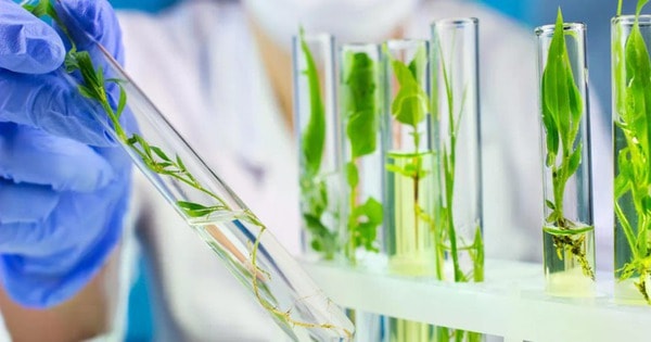 Nhóm nghiên cứu gốc Việt giải mã thực vật tạo ra chất chống ung thư