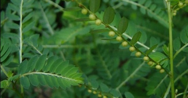 Chó đẻ răng cưa: Vị thuốc tốt cho gan nhưng cần dùng đúng cách