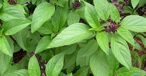 10 lợi ích sức khỏe của húng quế tươi không thể bỏ qua trong chế độ dinh dưỡng