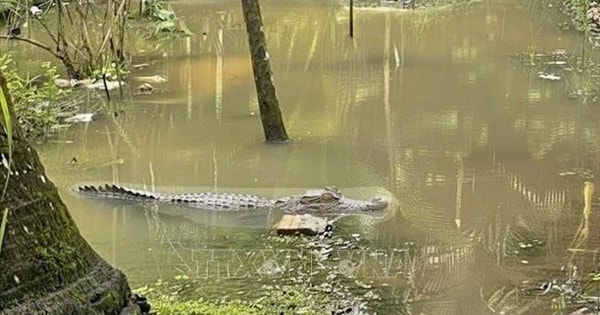 Cần Thơ: Cảnh báo người dân không tắm sông gần nơi xuất hiện hình ảnh cá sấu