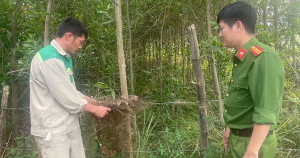 Giải cứu chim trời, thu giữ hàng chục nghìn mét lưới tận diệt