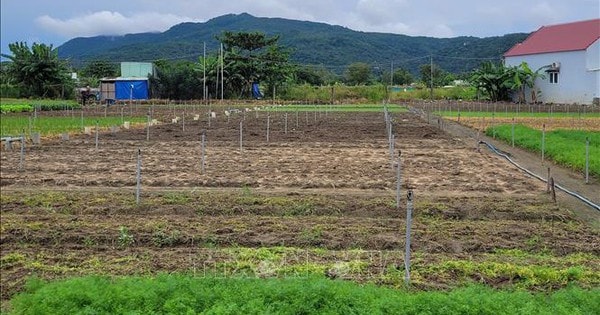 Mưa bão gây thiếu hụt rau củ, TP Hồ Chí Minh tăng dự trữ, mở rộng nguồn cung