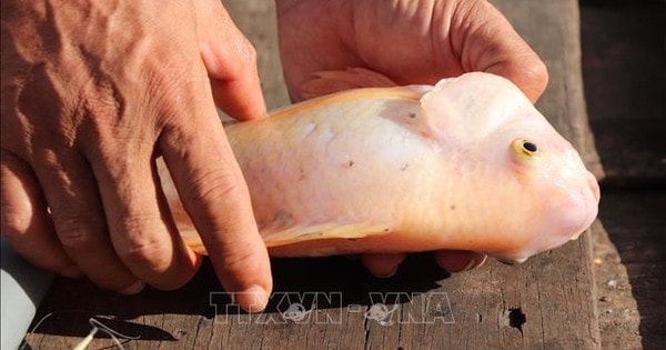 Nguyên nhân ban đầu khiến hàng chục tấn cá chết bất thường ở Cần Thơ