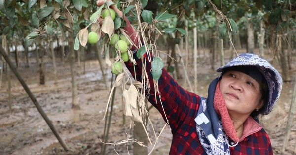 Nông dân Khánh Hòa kiệt quệ khi nho, táo, dê chết hàng loạt sau mưa lũ