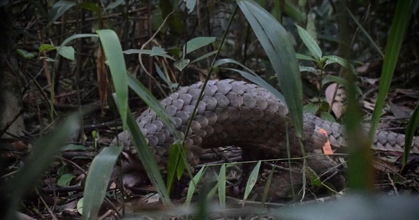 Hành trình ‘trở về nhà’ của những động vật quý hiếm có nguy cơ tuyệt chủng