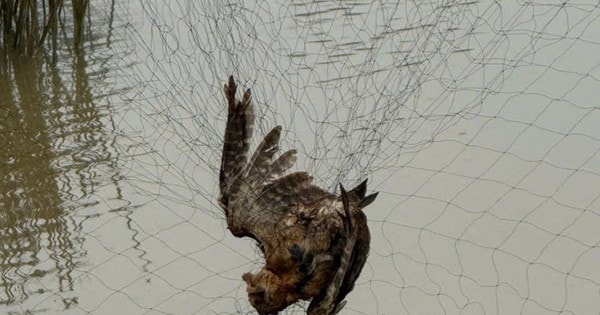 Tiêu hủy hơn 15.000m lưới bẫy chim trời ở Huế