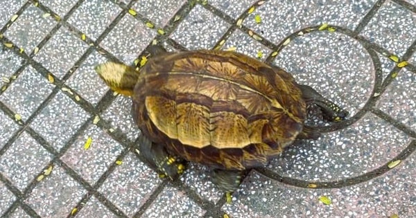 Thấy rùa hộp trán vàng quý hiếm trên đường, người dân đem nộp công an