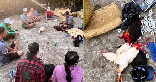 Triệt phá xới đá gà, bắt giữ 12 đối tượng