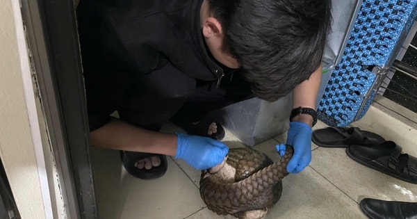 Giải cứu 12 cá thể động vật quý hiếm có nguy cơ tuyệt chủng