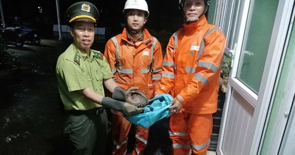 Kiểm lâm TP Huế tiếp nhận động vật quý hiếm do nhân viên điện lực cứu hộ trong đêm