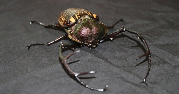 Nhiều động vật quý hiếm biết bay xuất hiện ở Quảng Ngãi