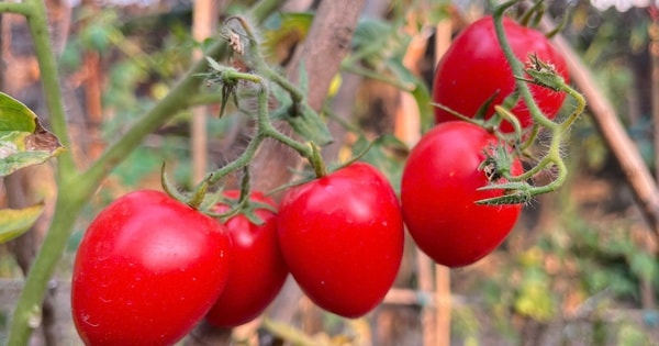 Loại quả trước chỉ vài nghìn đồng/kg, nay giá đắt ngang thịt khiến người mua hàng “choáng váng”