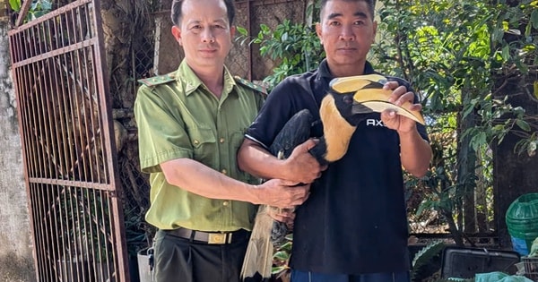Người dân TP Hồ Chí Minh tự nguyện bàn giao chim hồng hoàng quý hiếm