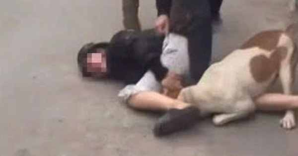 Thả chó dữ tấn công người khác có thể bị xử lý hình sự