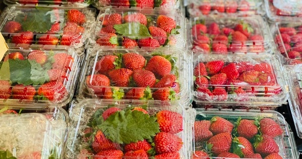 Dâu tây Mộc Châu đầu mùa giá đắt ngang trái cây nhập khẩu nhưng vẫn được người tiêu dùng không tiếc tiền mua