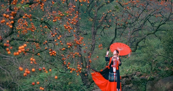 Vườn hồng cổ thụ hút khách chụp ảnh mùa quả chín