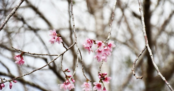 Mãn nhãn với sắc hoa anh đào nở rộ ở Măng Đen