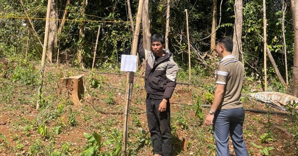 Khởi tố nam thanh niên lén trồng 763 cây cần sa trong rừng