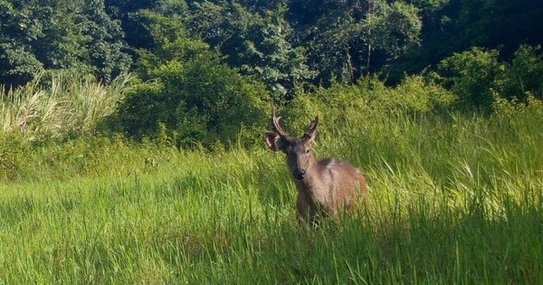 ‘Mắt thần’ góp phần bảo vệ động vật quý hiếm ở Quảng Ngãi