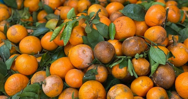 Loại quýt mã rám có gì đặc biệt mà khiến tiểu thương Việt nhập hàng tạ về bán mỗi ngày?