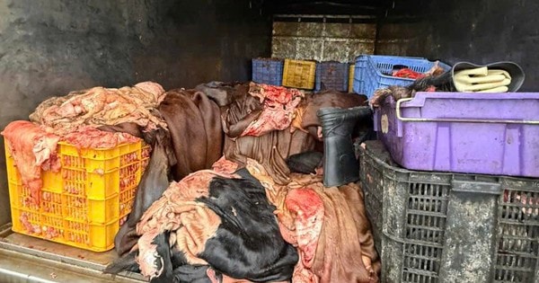 Phú Thọ: Ngăn chặn 1,2 tấn mỡ, da trâu bò không rõ nguồn gốc khi đang lưu thông